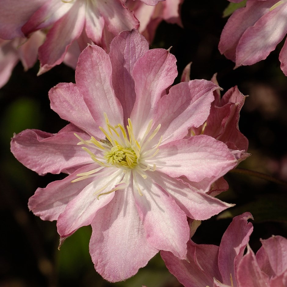 <i>Clematis montana</i> 'Rosebud'