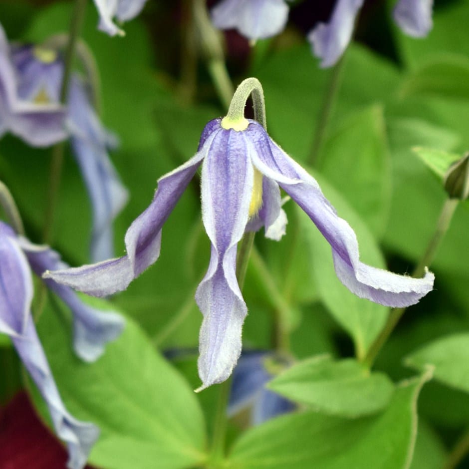 <i>Clematis integrifolia</i> 