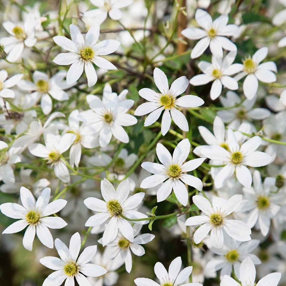 winter flowering clematis (group 1) winter flowering clematis (group 1)