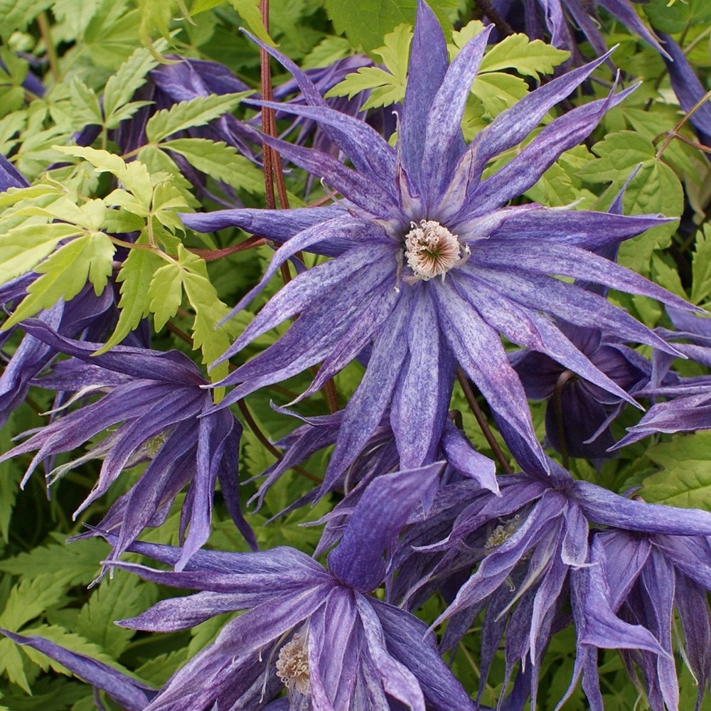 <i>Clematis</i> <b class=small-caps>Spiky</b> ('Zospi') (PBR)