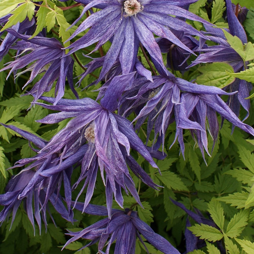 <i>Clematis</i> <b class=small-caps>Spiky</b> ('Zospi') (PBR)
