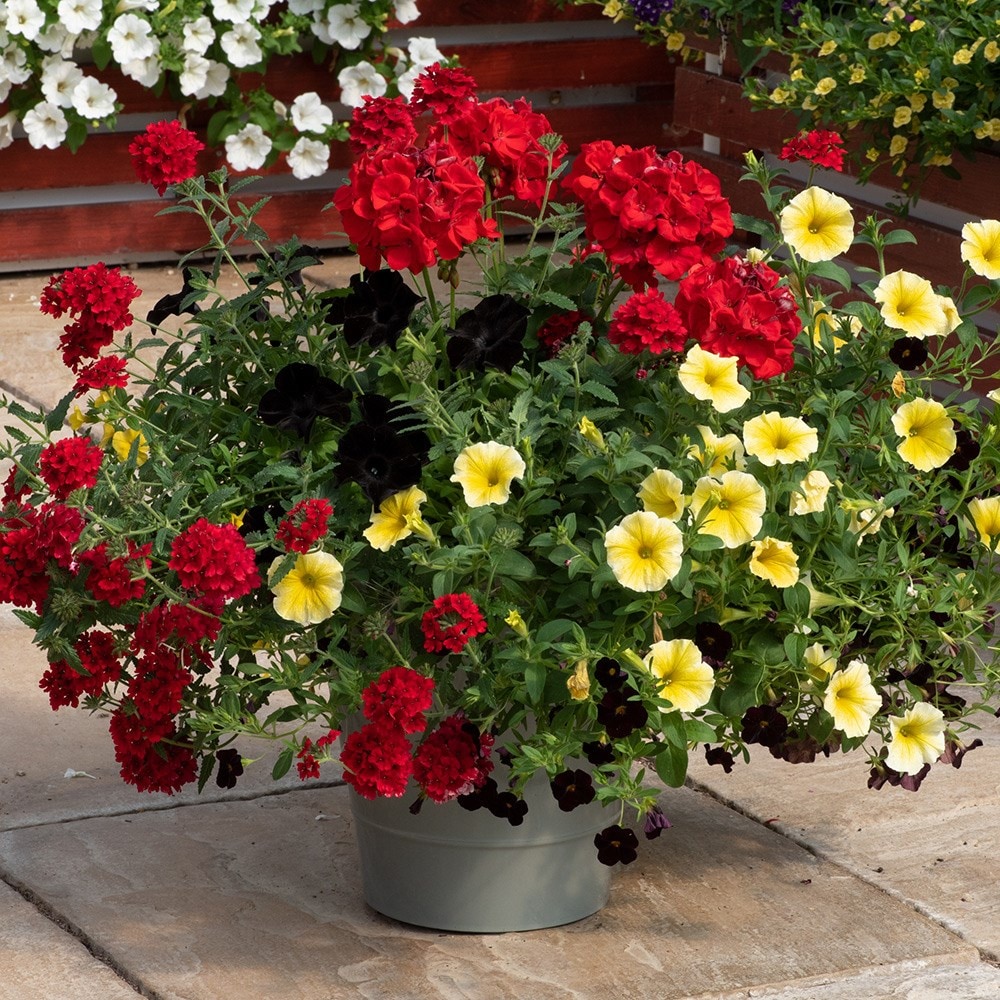 Brilliant Bling - Easyplanter for hanging baskets & patio pots