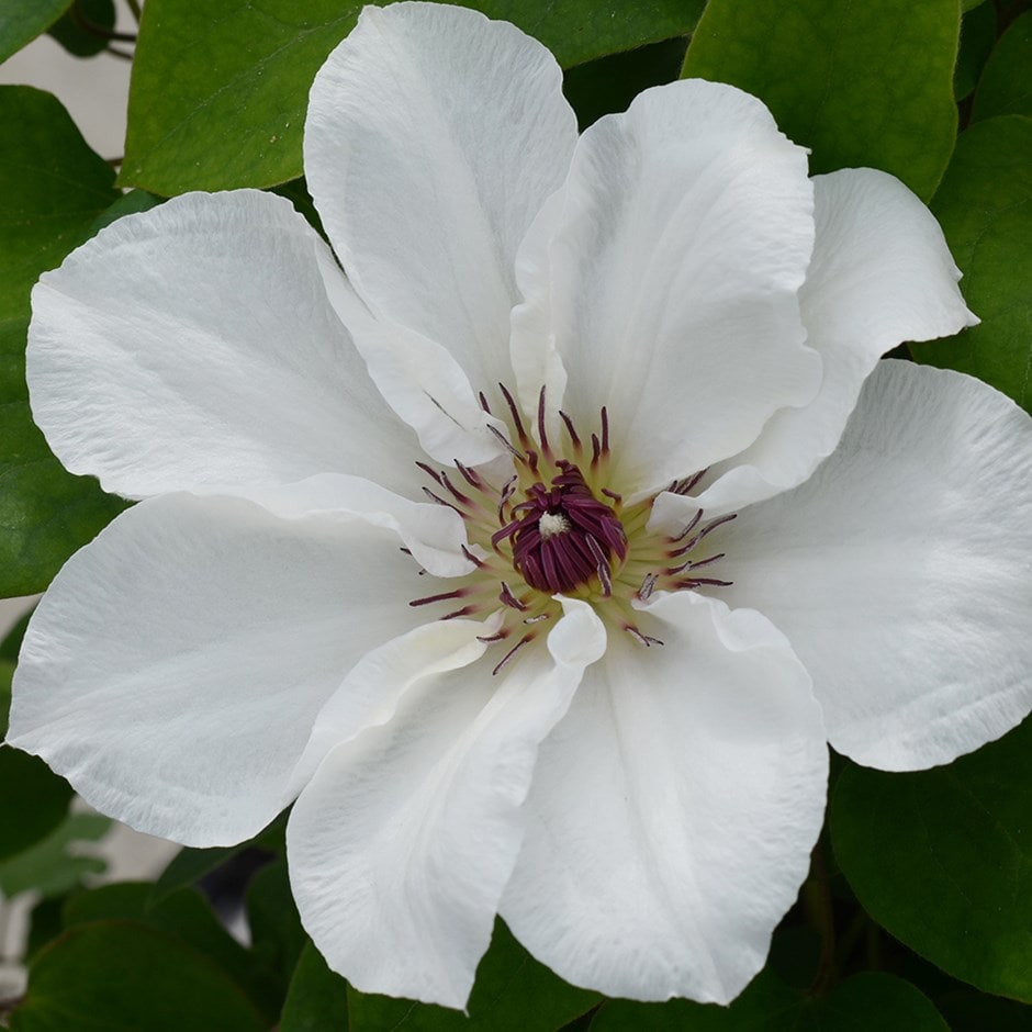 Clematis <b class=small-caps>Ninon</b> ('Evipo052') (PBR) (Boulevard Series)