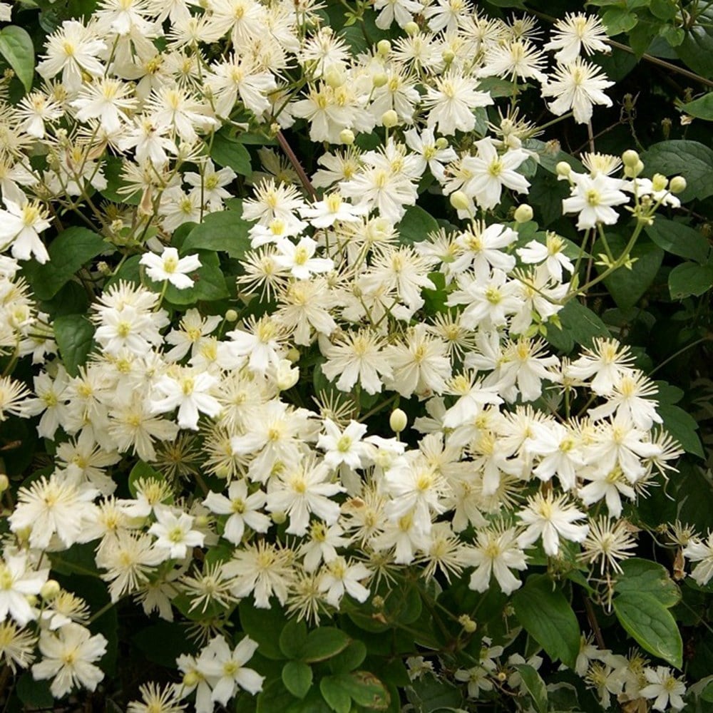 <i>Clematis</i> 'Paul Farges'