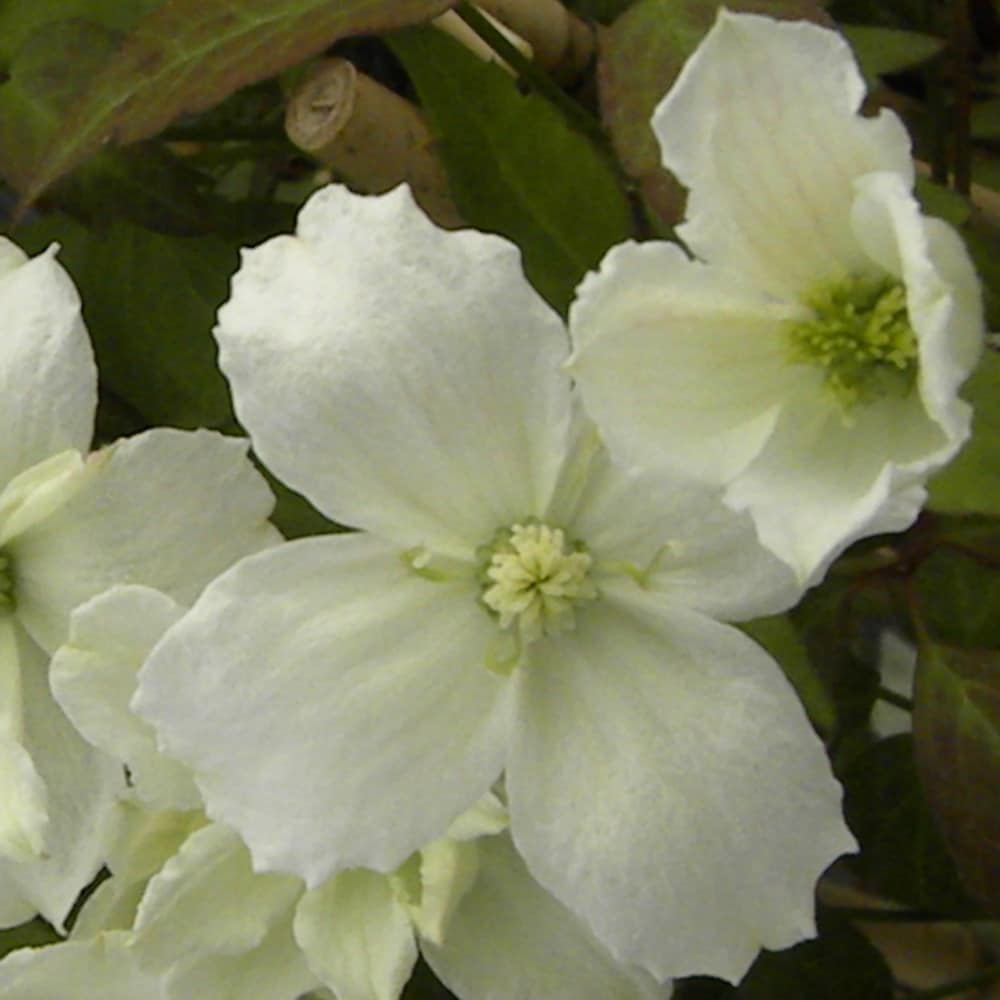 <i>Clematis</i> <b class=small-caps>Starlet White Perfume</b> ('Hyflet') (PBR)