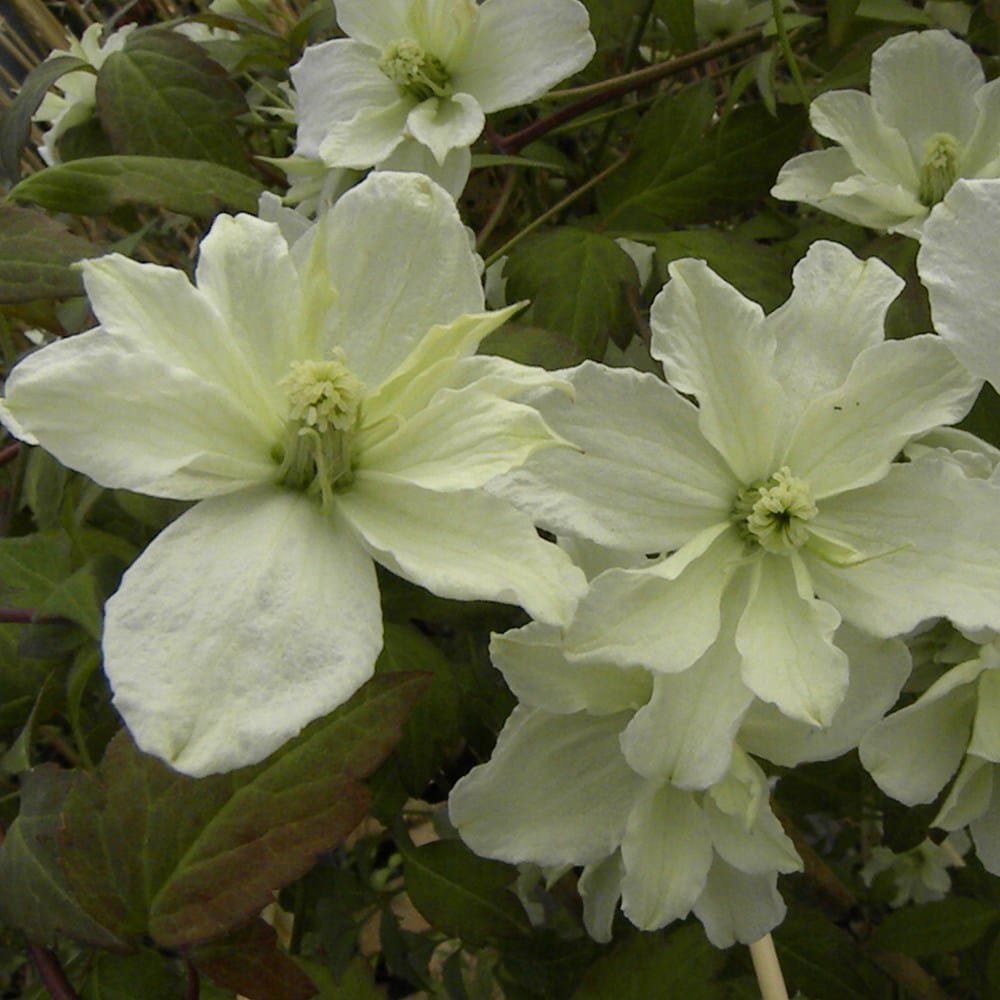 <i>Clematis</i> <b class=small-caps>Starlet White Perfume</b> ('Hyflet') (PBR)
