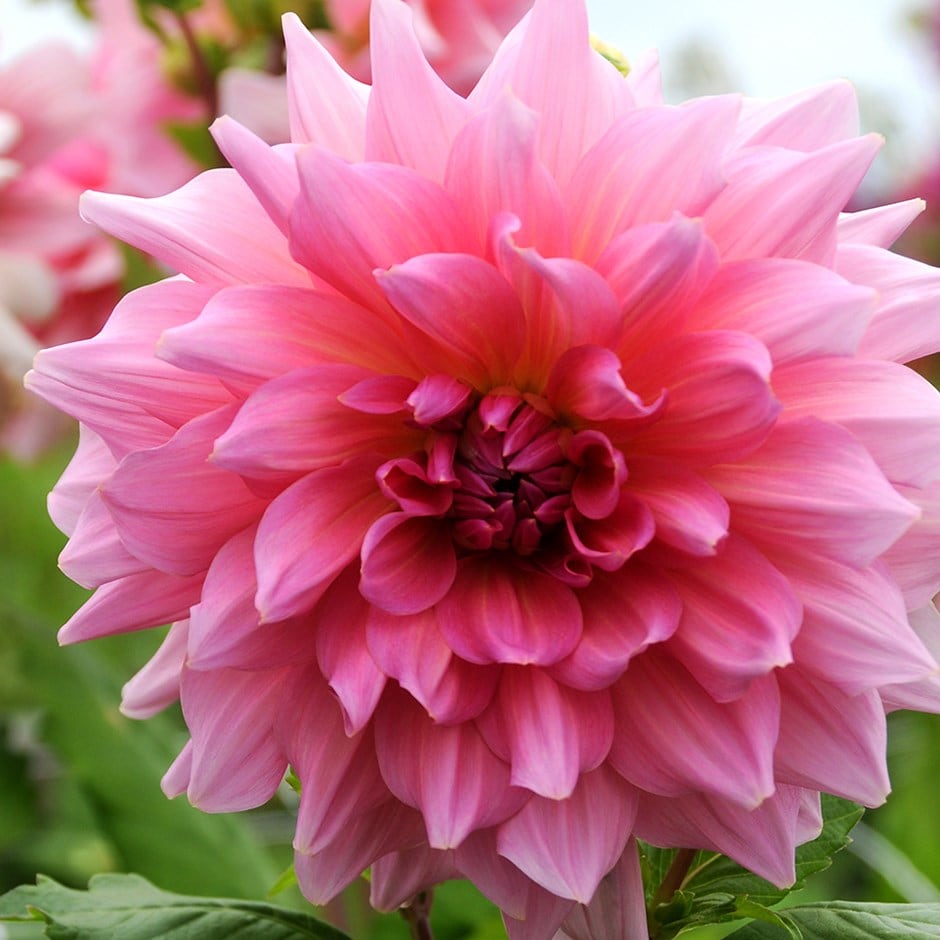 <i>Dahlia</i> 'Otto's Thrill'