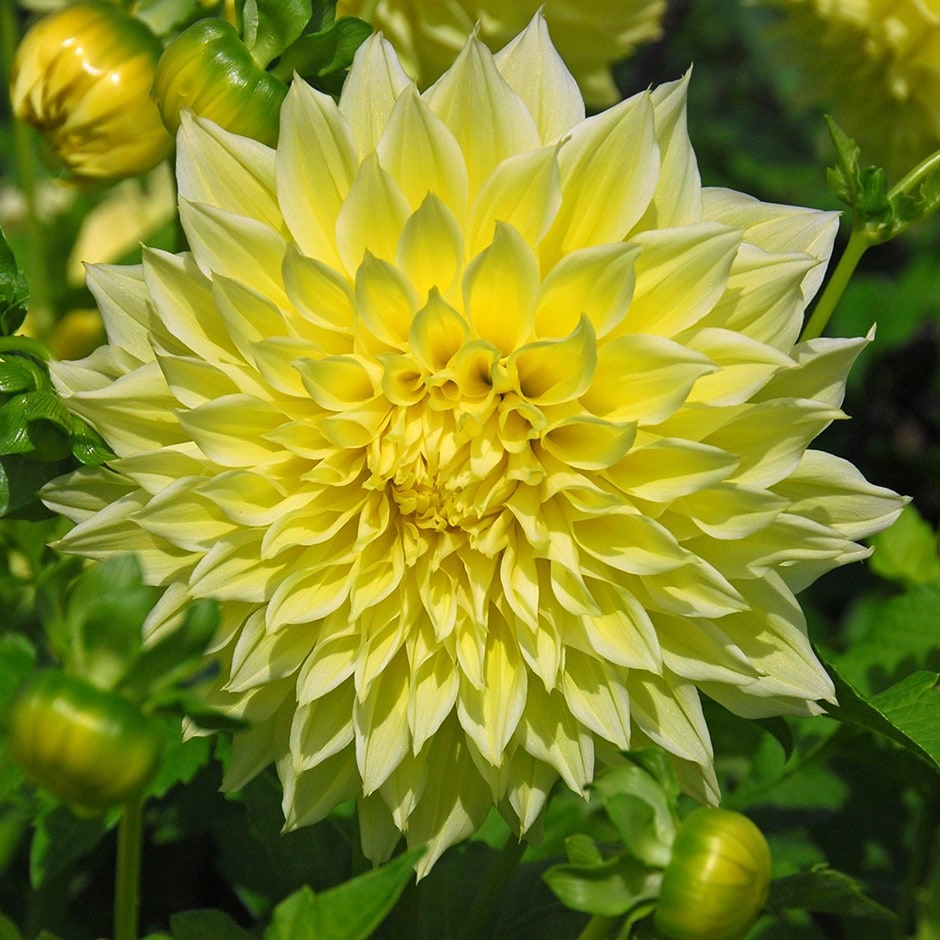 <i>Dahlia</i> 'Kelvin Floodlight'