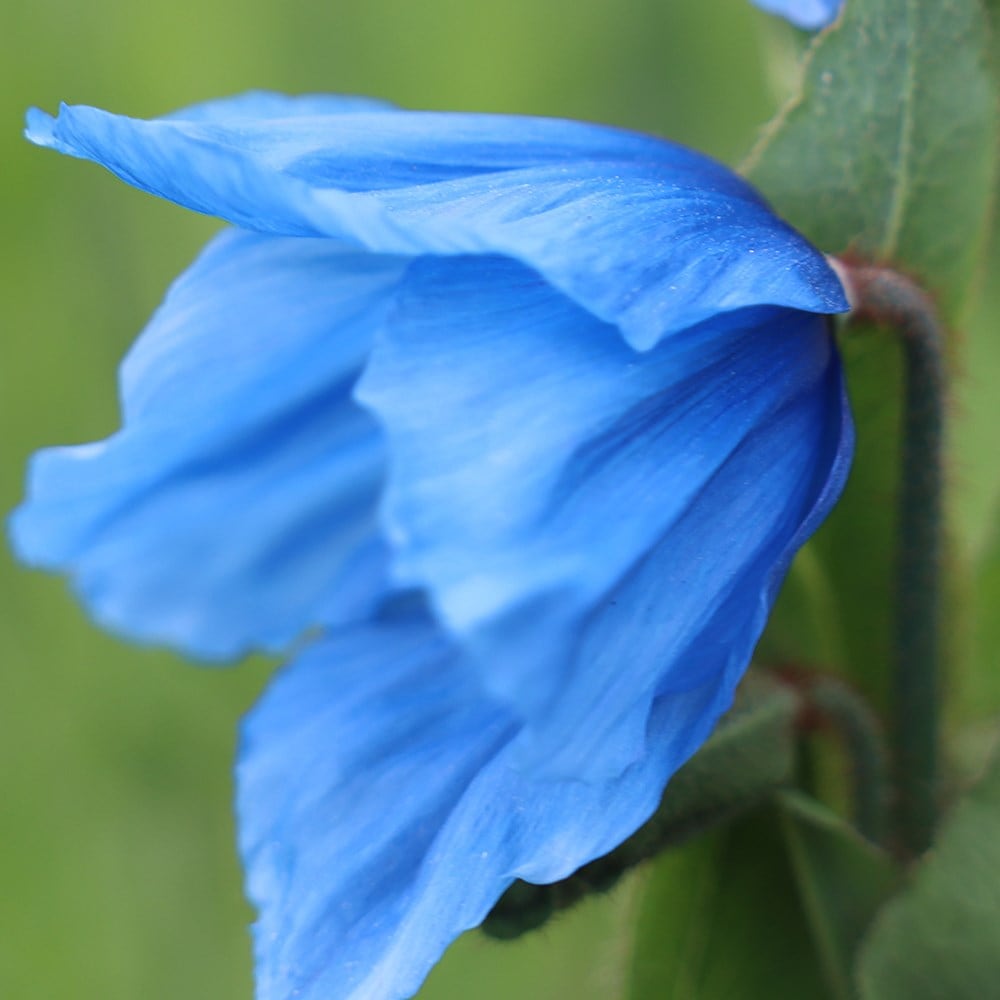 <i>Meconopsis</i> (Infertile Blue Group) 'Slieve Donard'