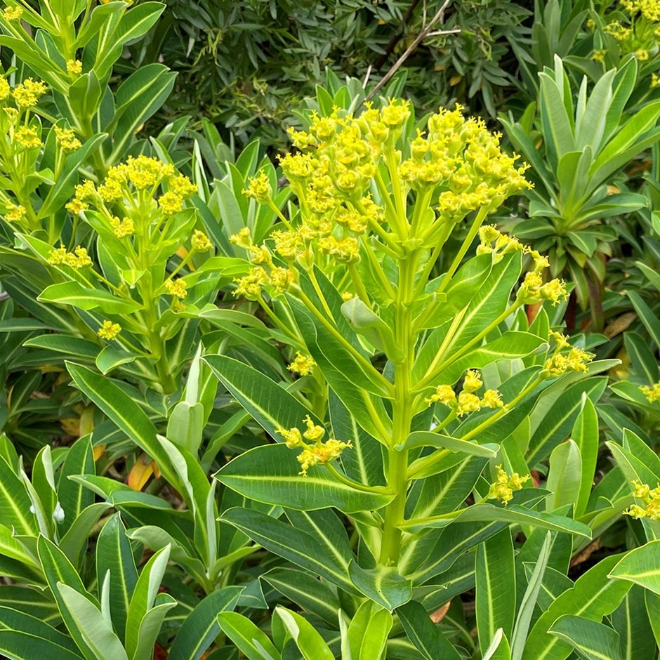 spurge spurge