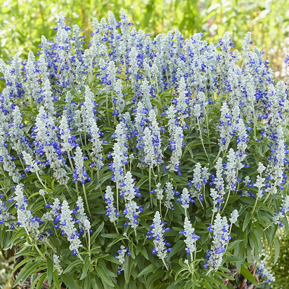 <i>Salvia farinacacea</i> 'Farina Bicolour Blue'