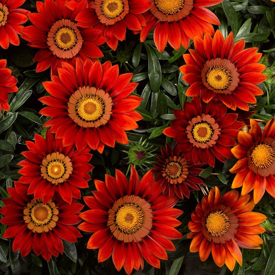 <i>Gazania</i> <b class=small-caps>Big Kiss Red</b> (Kiss Series)