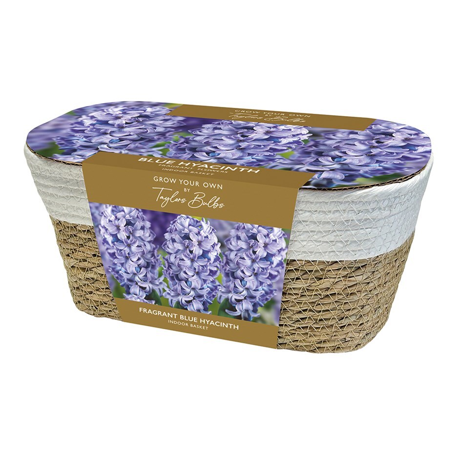 Indoor blue hyacinths and wicker basket gift set
