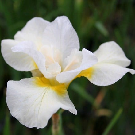 Iris sanguinea Silver Queen