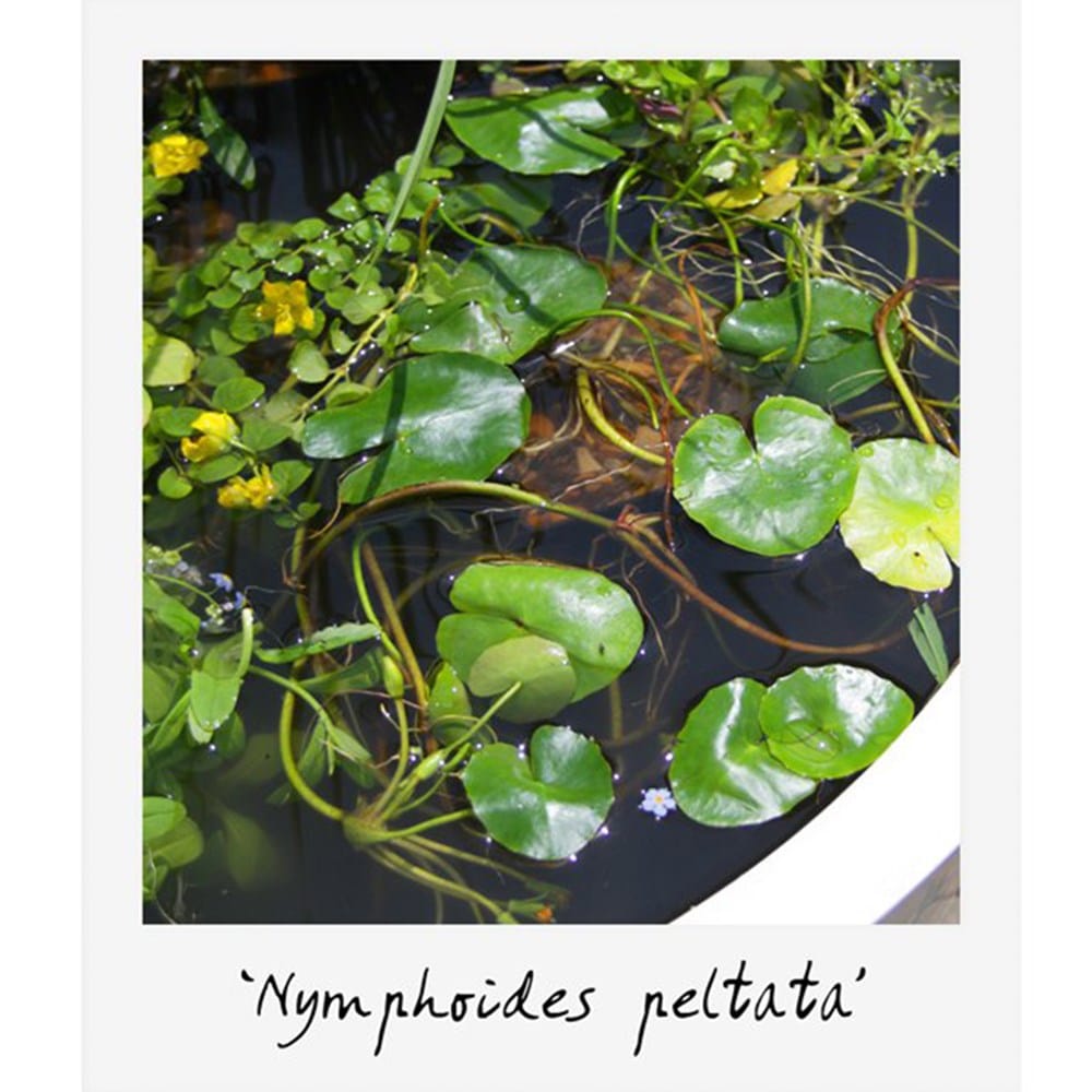 Miniature pond collection with deep water plant