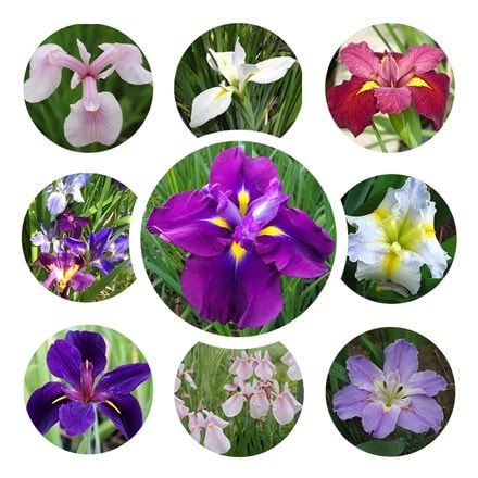 Iris louisiana Hybrids