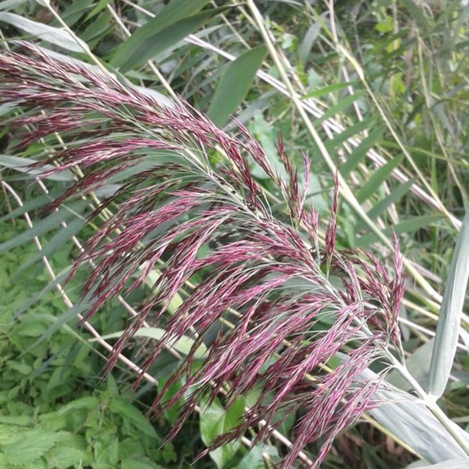 <i>Phragmites australis</i> 