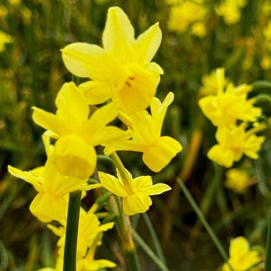 <i>Narcissus</i> 'Angel's Breath'