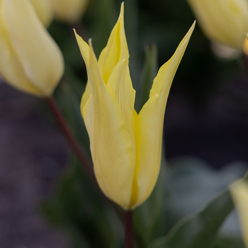 <i>Tulipa</i> 'Johan Cruijff'