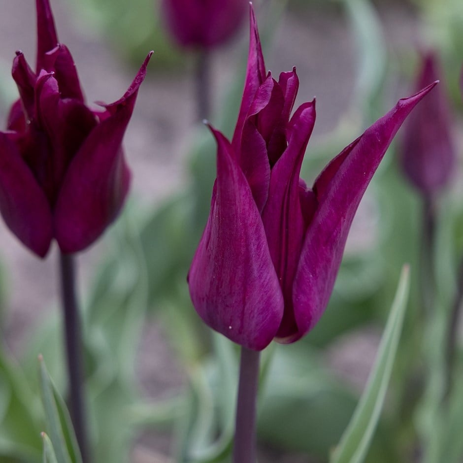 Purple flower bulbs