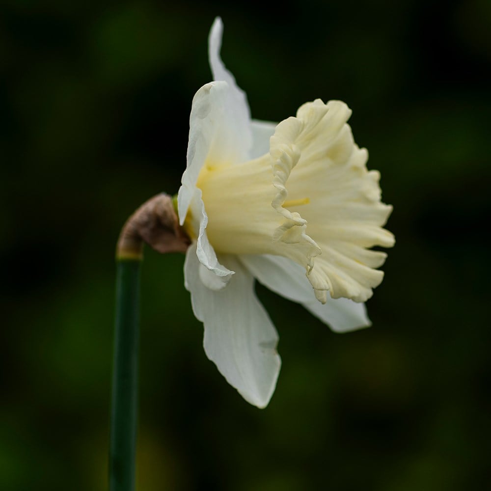 <i>Narcissus</i> 'Pastorale'