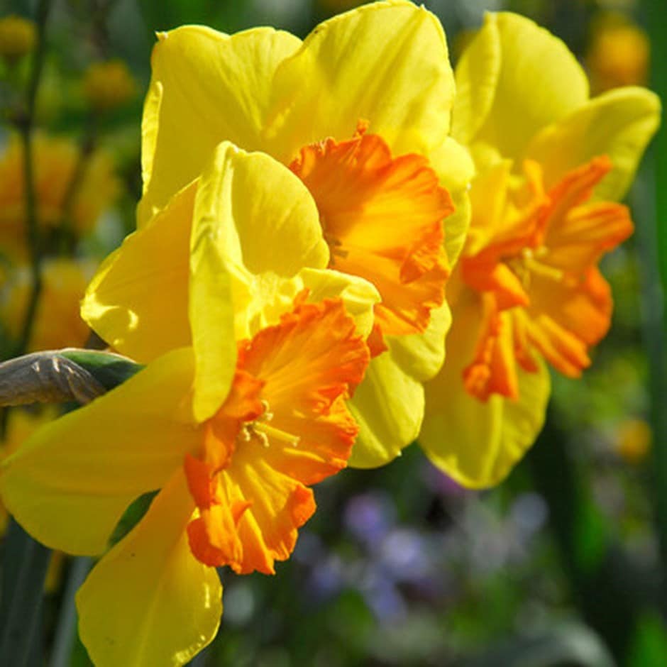 large cupped daffodil bulbs large cupped daffodil bulbs