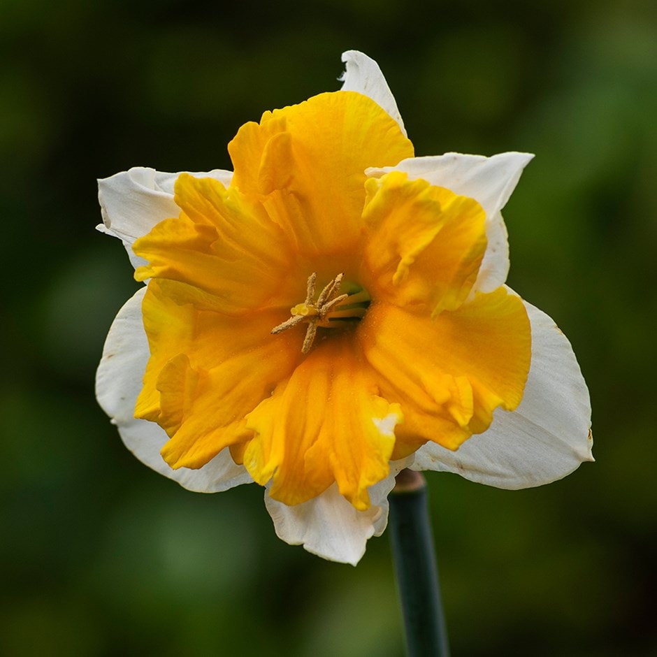 Split-corona daffodil bulbs Split-corona daffodil bulbs