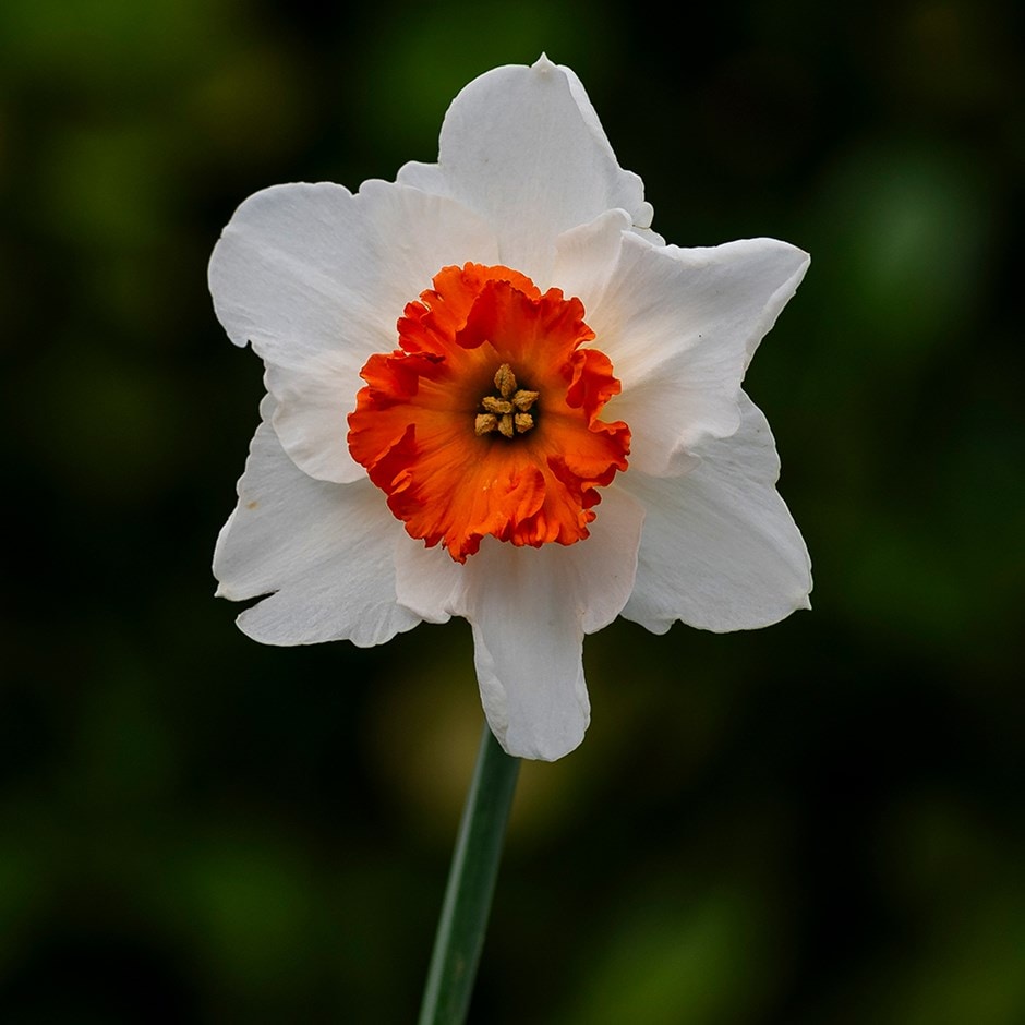 <i>Narcissus</i> 'June Allyson'