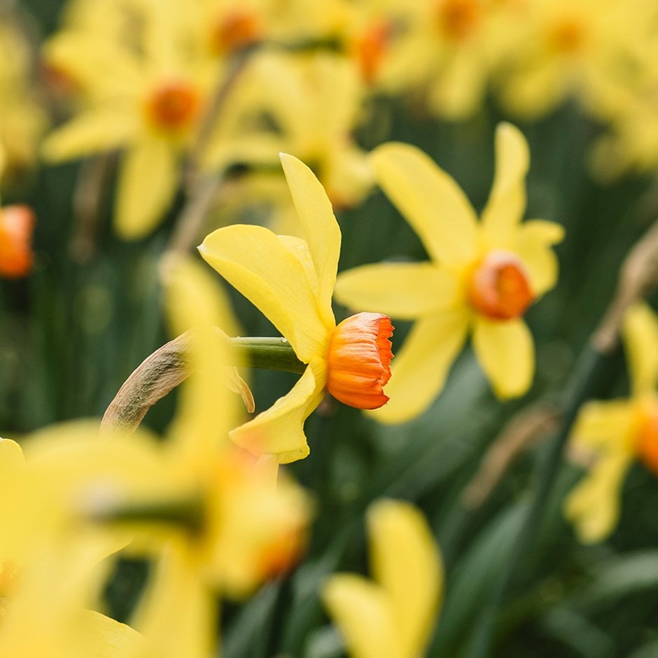 <i>Narcissus</i> 'Burma Star'