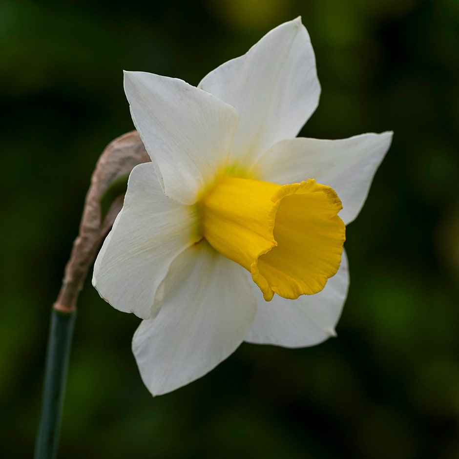 <i>Narcissus</i> 'Anniversary Gift'