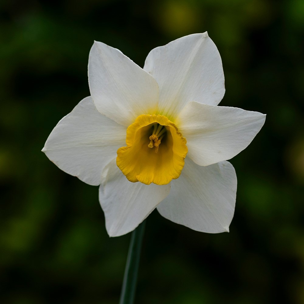 <i>Narcissus</i> 'Anniversary Gift'
