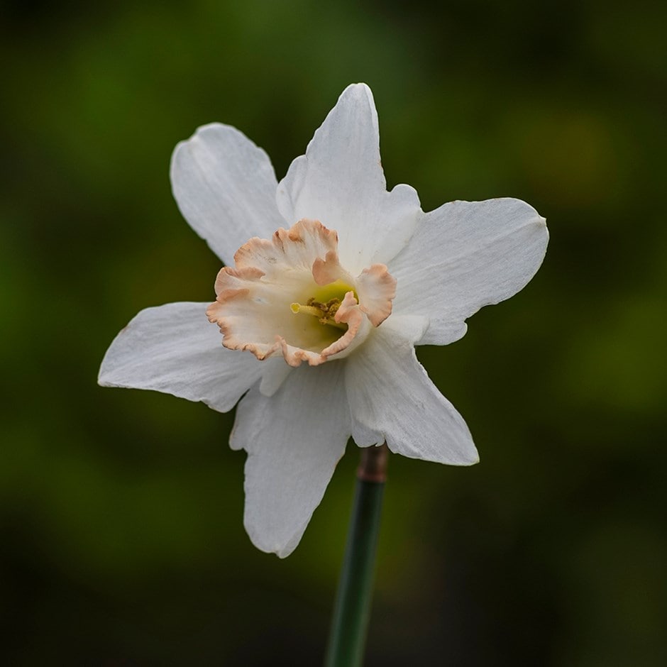 <i>Narcissus</i> 'Filly'