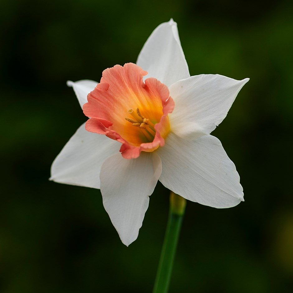 large-cupped daffodil large-cupped daffodil