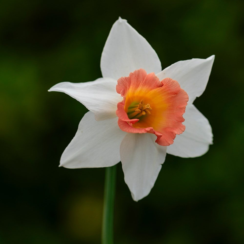 <i>Narcissus</i> 'Pastel Gem'