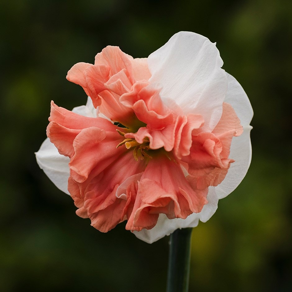 large cupped daffodil bulbs large cupped daffodil bulbs