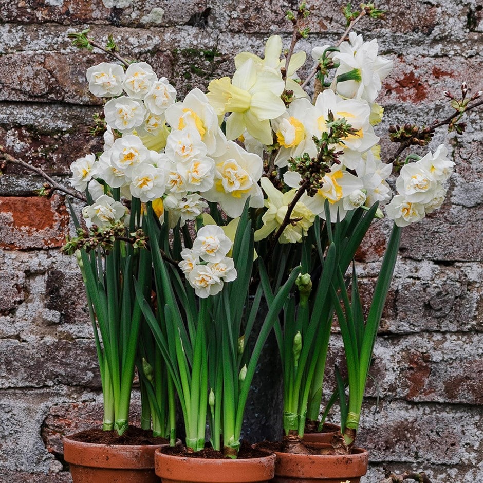 <i>Narcissus 10</i> 'daffodil collection'