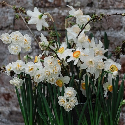 Narcissus 9 daffodil collection