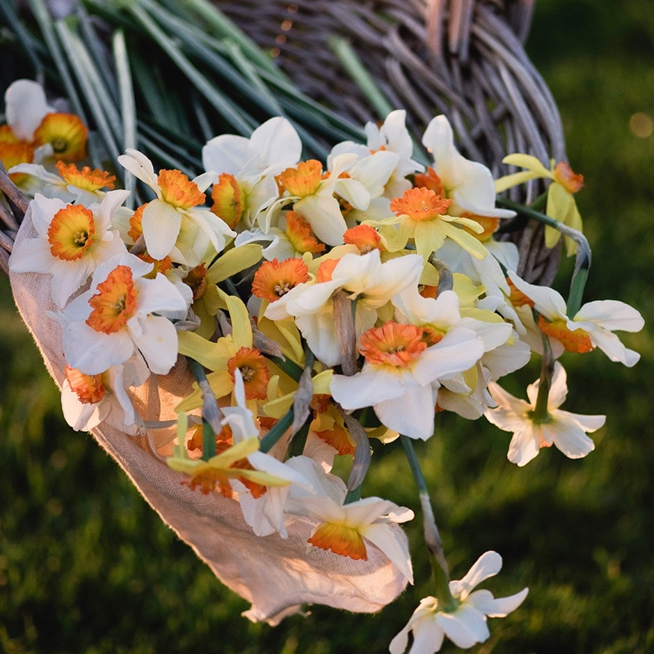 <i>Narcissus 6</i> 'daffodil collection'