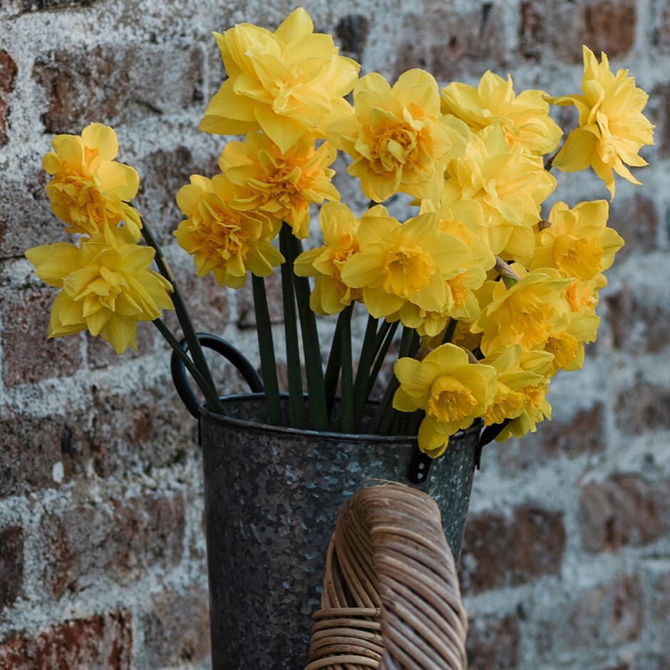 <i>Narcissus 5</i> 'daffodil collection'