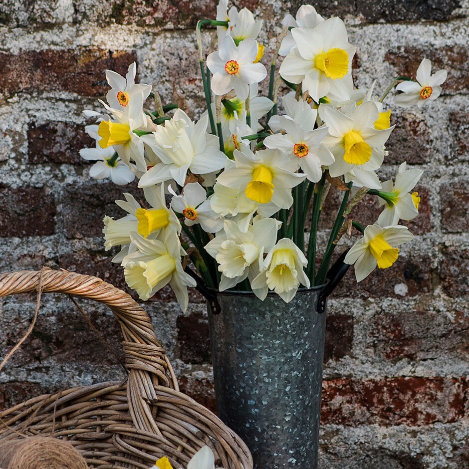 <i>Narcissus 4</i> 'daffodil collection'
