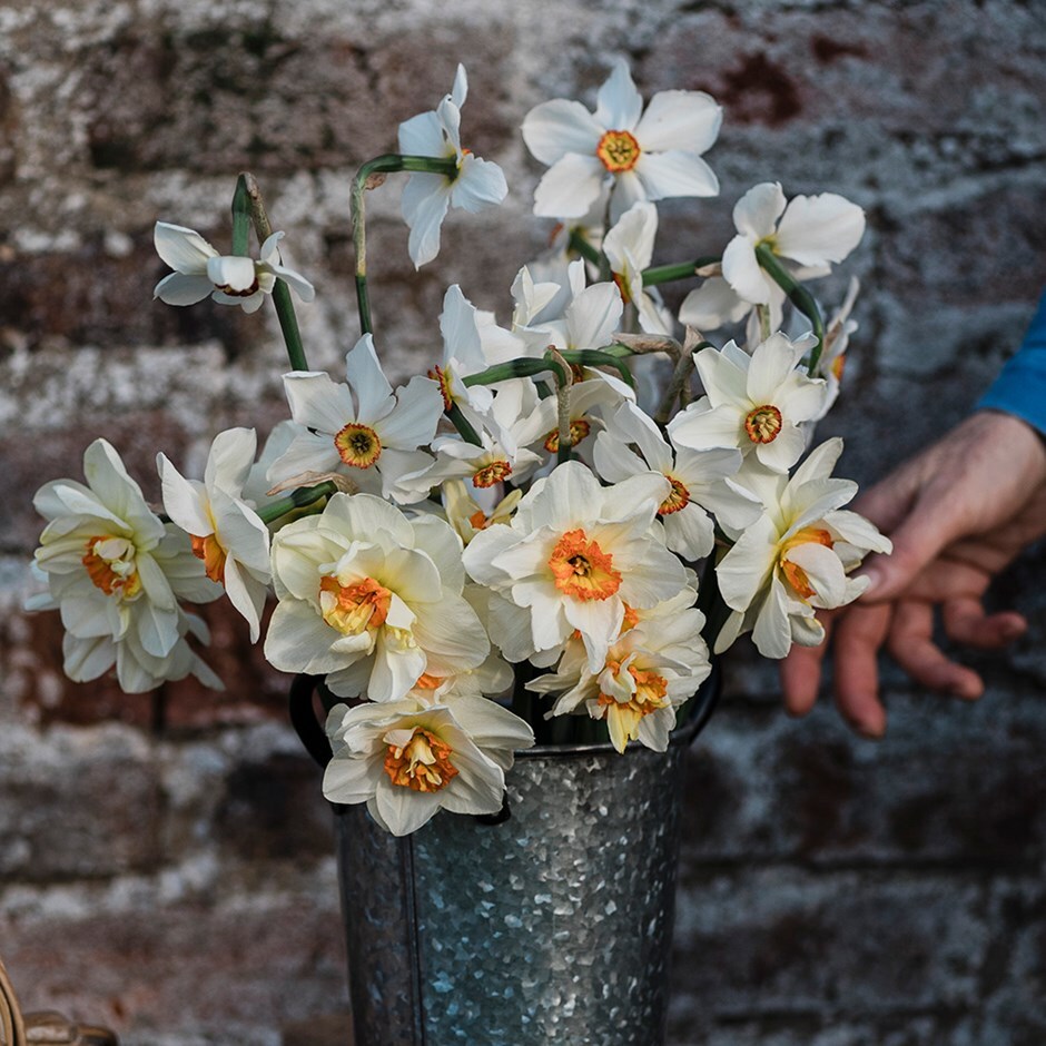 <i>Narcissus 3</i> 'daffodil collection'