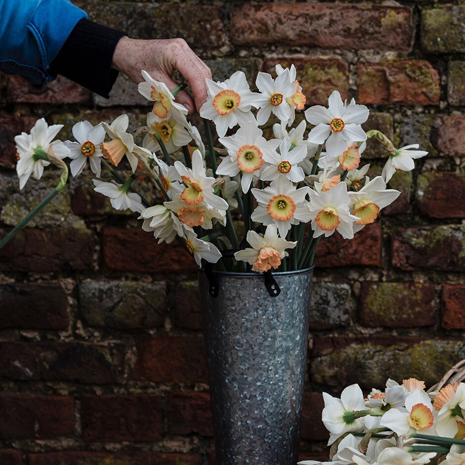 <i>Narcissus 1</i> 'daffodil collection'