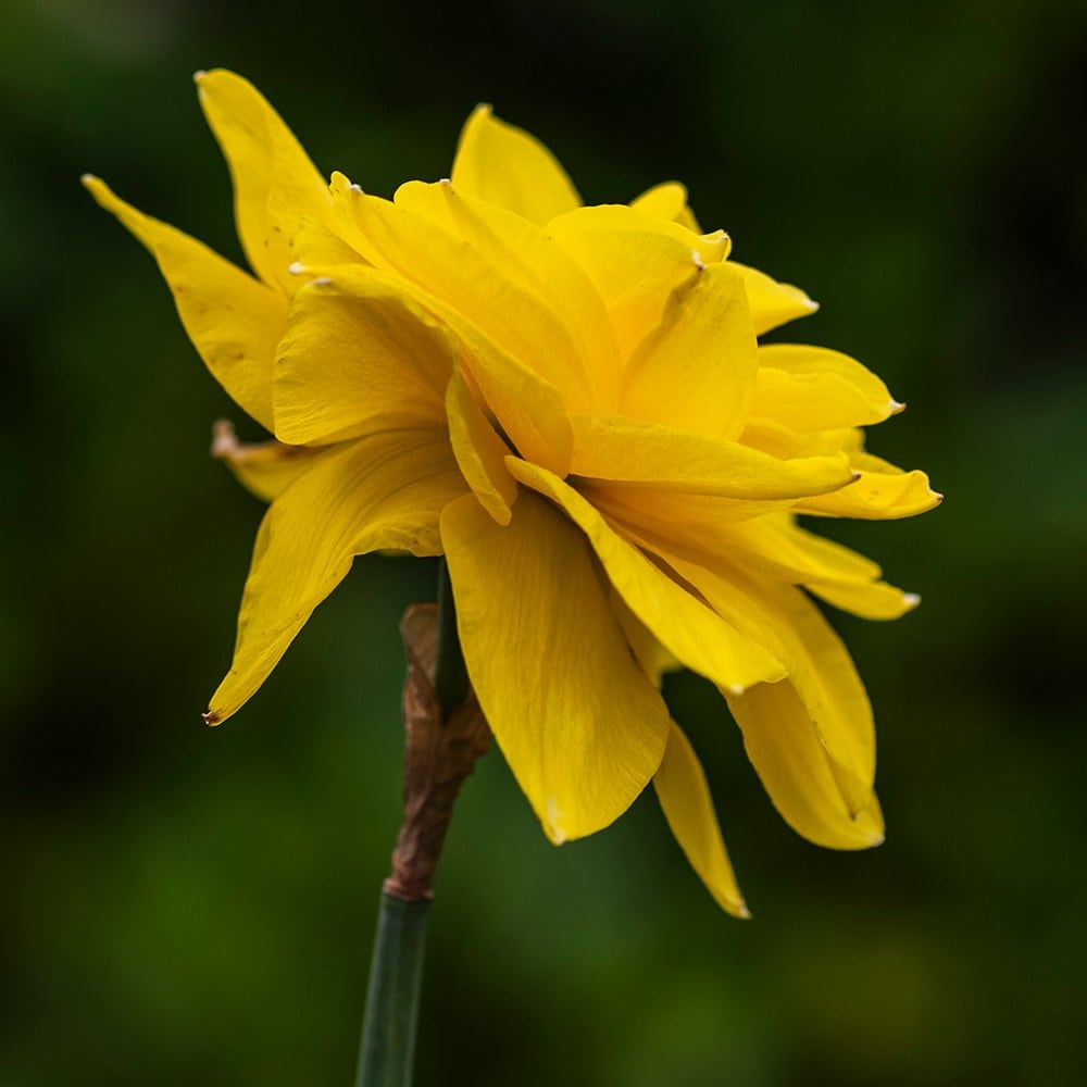 <i>Narcissus</i> 'Golden Ducat'