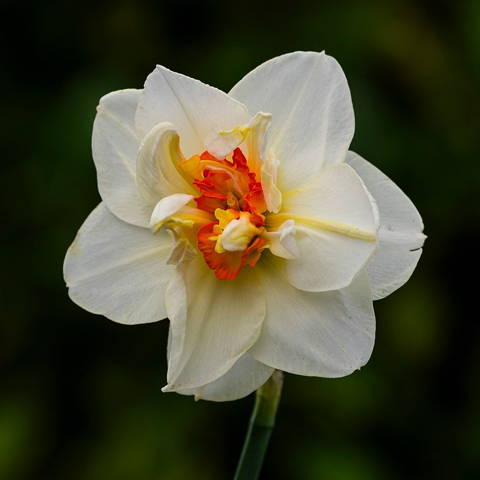 double daffodil bulbs double daffodil bulbs