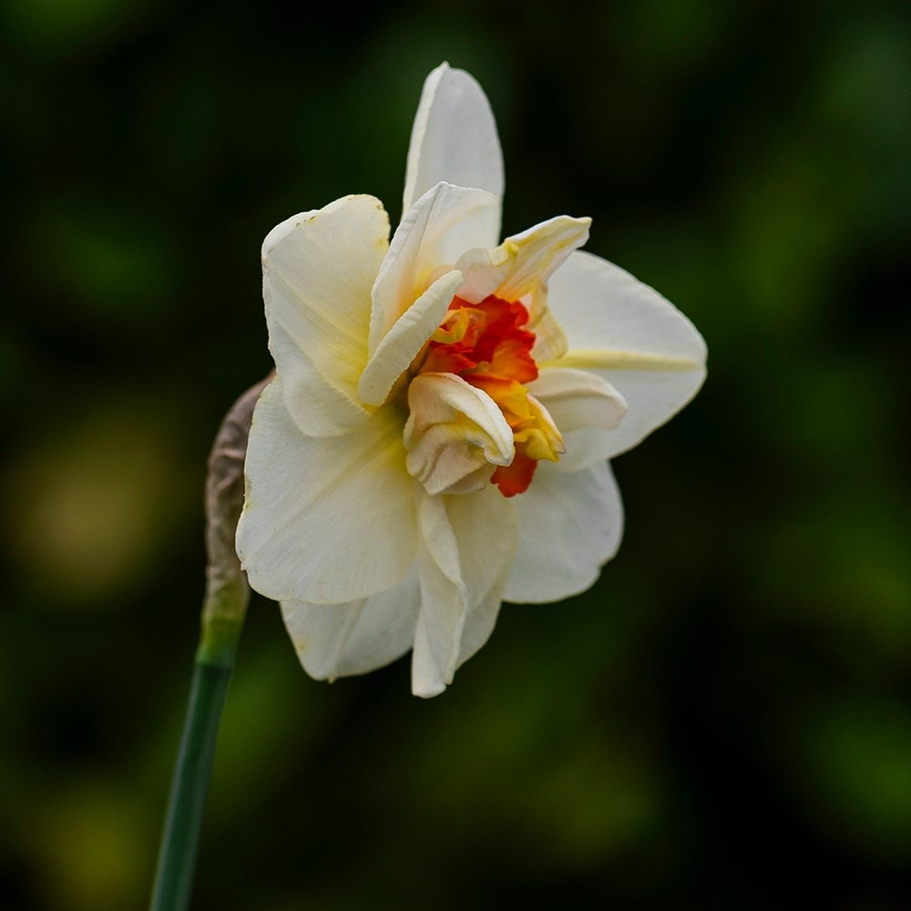 <i>Narcissus</i> 'Flower Drift'