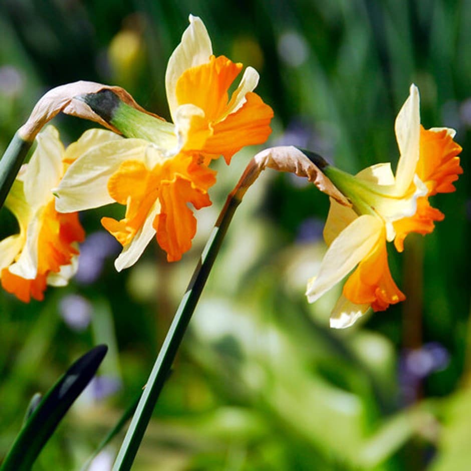 <i>Narcissus</i> 'Mondragon'