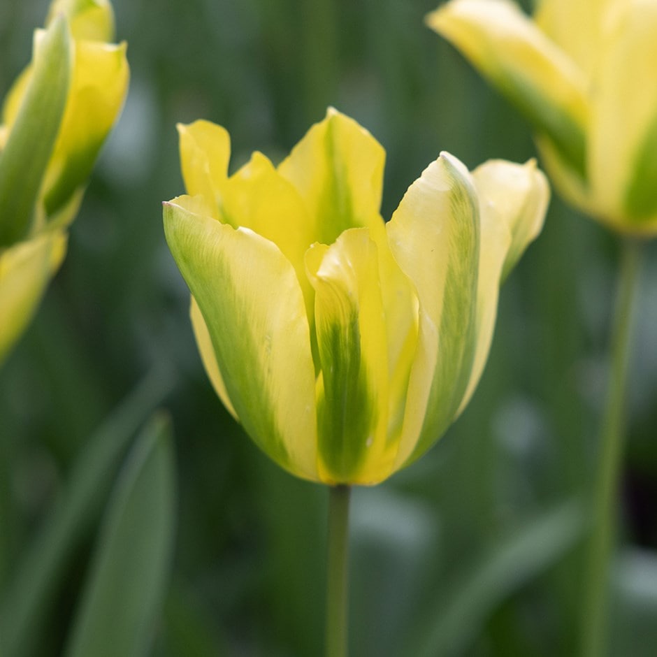 <i>Tulipa</i> 'Formosa'