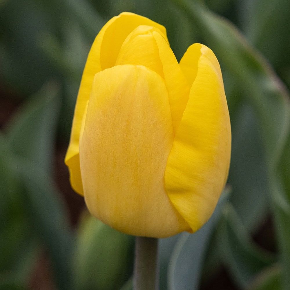 <i>Tulipa</i> 'Bright Yellow Triumph'