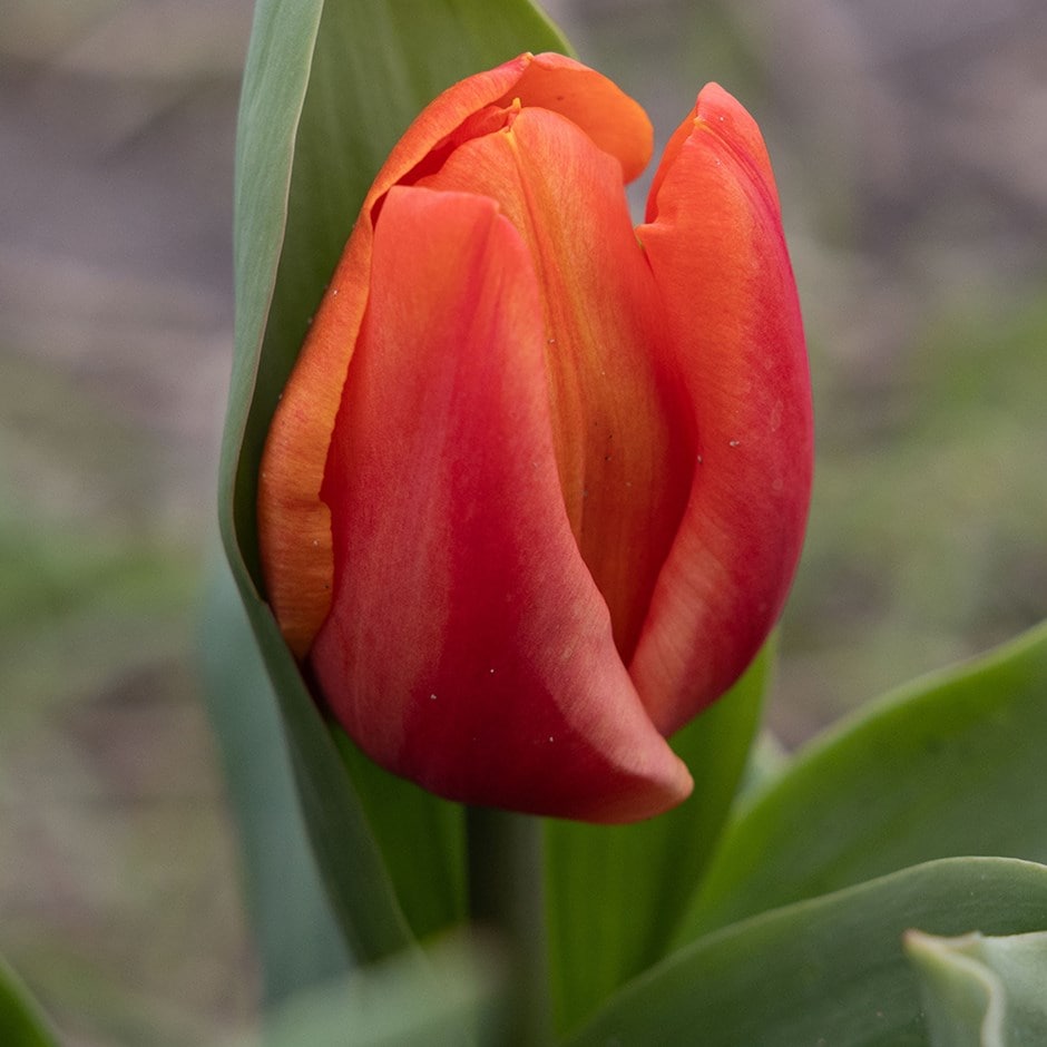 <i>Tulipa</i> 'Orange Sherpa' (PBR)