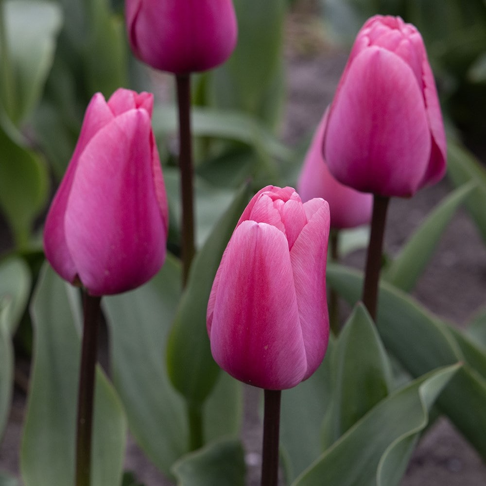 <i>Tulipa</i> 'Big Love'